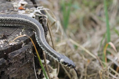 Natrix natrix persa (Pallas, 1814) - podvrsta bjelouške